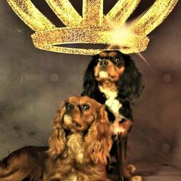 Cavachons, Cavalier King Charles Spaniels, Cavapoos, and Goldendoodles from Manoka's Honeybee