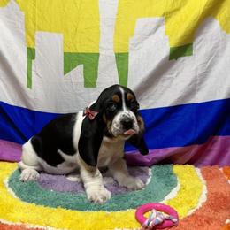 🍎 Apple - Black brown and white Basset Hound puppy in Bremerton, Washington from Over the Rainbow Basset Hounds