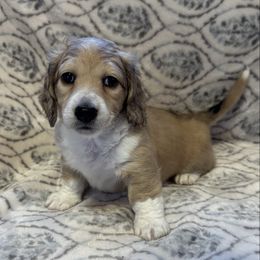 Sunny - Cream male Dachshund puppy in Franklin, Georgia from MK Minidox