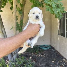 Golden Retriever Puppies from Michelle‘s English cream golden retrievers