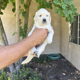 Golden Retriever Puppies from Michelle‘s English cream golden retrievers