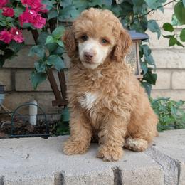 Flux - Apricot male Poodle puppy in Laveen, Arizona from Neely Family Poodles
