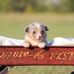 Boy 2 Merle black - Blue male Pembroke Welsh Corgi puppy in Ville Platte, Louisiana from Flat town corgis