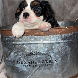 Cavalier King Charles Spaniel Puppies from Pepperhill Puppies