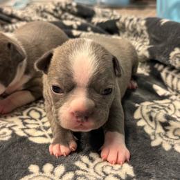 Girl 2 - Lilac female Boston Terrier puppy in Red Rock, Arizona from Cortes Boston Terriers