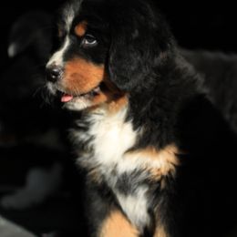 Bernese Mountain Dog All Grown Up from Mission Valley Pups LLC