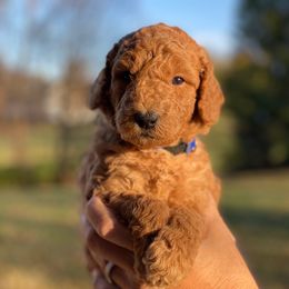 Goldendoodle Puppies from Central Kentucky Goldendoodles