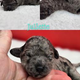 Juliette - Blue merle female Bernedoodle puppy in Summerville, South Carolina from Channys Doodles