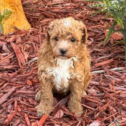 Bronx - Red male Maltipoo puppy in Greenfield, Iowa from Sugar Plum Puppies
