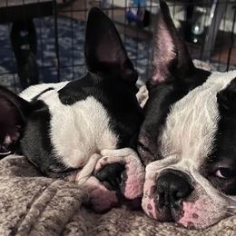 Boston Terriers from Briar oak farm