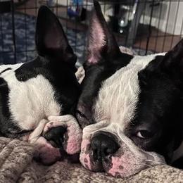Boston Terriers from Briar oak farm