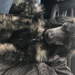 Poodle Puppies from 406 Poodles