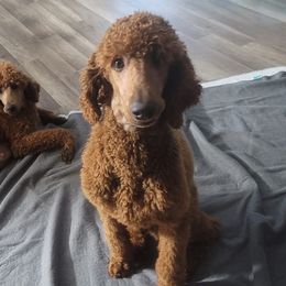 Poodles from Jiny's Red Standard Poodles