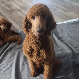 Poodles from Jiny's Red Standard Poodles