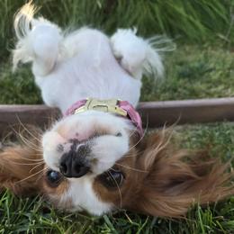 Cavalier King Charles Spaniel puppies from Enchanted Rose Cavaliers