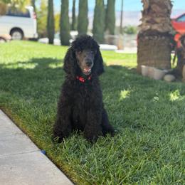 Bright Star - Blue female Poodle puppy in Hesperia, California from Whitesock Standard Poodles