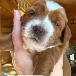 Vivianne - Red  female Goldendoodle puppy in Pine Grove, California from Lundee Doodles