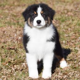 Indiana - Black tri-color male Australian Shepherd puppy in Easton, Missouri from MMA Kennel