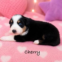 Cherry - Black tri-color female Australian Shepherd puppy in Howardsville, Virginia from Spectacular Aussies and Cavaliers