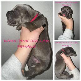 Dark pink - Blue female Great Dane puppy in Doylestown, Ohio from Dana's Danes