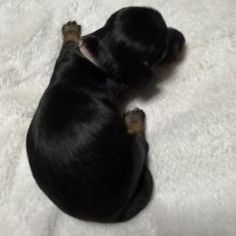 Sterling - Black and tan female Dachshund puppy in Milo, Missouri from Gillian’s Darling’ Doxies
