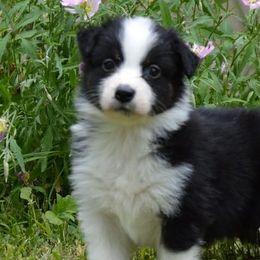 Australian Shepherds, Mastiffs, and Miniature American Shepherds from Ashber Farm