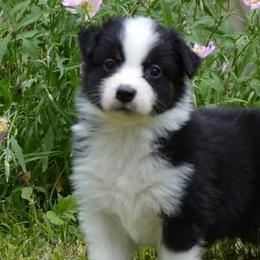 Australian Shepherds, Mastiffs, and Miniature American Shepherds from Ashber Farm