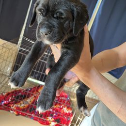 Cane Corso Puppies from Corso Dynasty