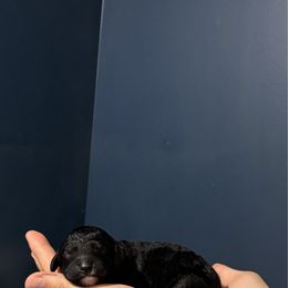 Girl 6 - Black female Poodle puppy in Apison, Tennessee from Brush Hollow Farms