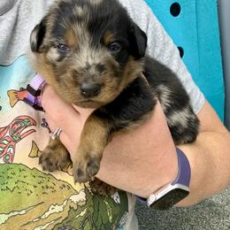 Lavender - Harlequin female Beauceron puppy in Floyd’s Knobs, Indiana from Birdwing Beaucerons