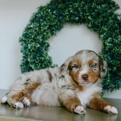 Dingo - male Australian Mountain Doodle puppy in Spanish Fork, Utah from K Brand Doodles
