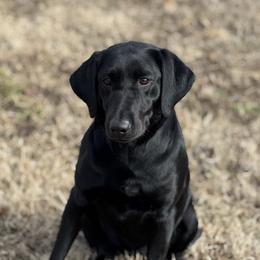 Viper - Labrador Retriever