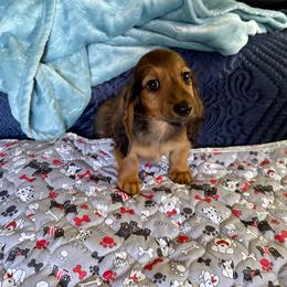 Benny- (Robins Egg) - Red male Dachshund puppy in Wolf Lake, Indiana from Canisteo Dachshunds