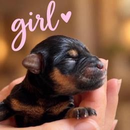 Anna - Black and silver female Miniature Schnauzer puppy in Hull, Georgia from Ardent Miniature Schnauzers of Athens