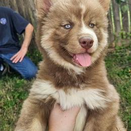 Apollo Artemis - Red and white male Siberian Husky puppy in Louisville, Kentucky from Wild Hunt Huskies