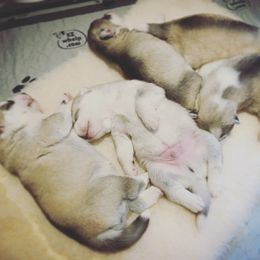 Siberian Husky Puppies from TreeLine Siberians