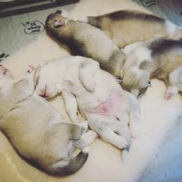 Siberian Husky Puppies from TreeLine Siberians