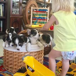 Pembroke Welsh Corgi Puppies from Corgis Hawaii Pleasantstone Aloha Corgis