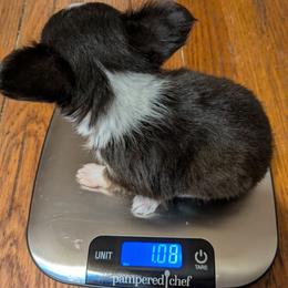 Diamonds - Black and white female Chihuahua puppy in Amity, Pennsylvania from Baxters Chihuahuas