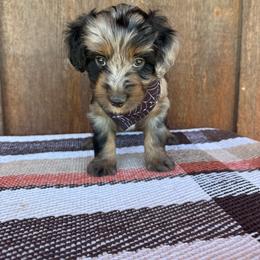 Tar Heel - Blue merle male Aussiedoodle puppy in Eastland, Texas from H5 Mini Doodles
