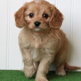 Dill - Red male Cavapoo puppy in Springtown, Texas from North Texas Puppies
