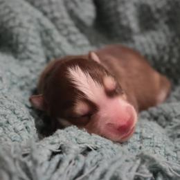 Gale - Red and white male Siberian Husky puppy in Bly, Oregon from Hill Top Huskies