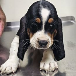 Male 4 - Black brown and white male Basset Hound puppy in Trade, Tennessee from TN Miniature Dachshunds & Basset Hounds