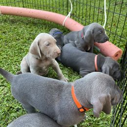 Weimaraner Puppies from Georgia Line Weimaraners