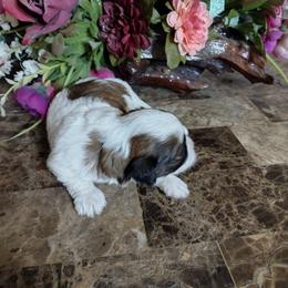 Mickey - Red sable male Havanese puppy in Cleveland, Texas from 7th Heaven Havanese of Texas