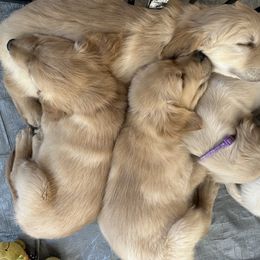 Golden Retriever Puppies from Loposky Goldens
