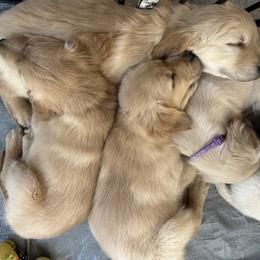 Golden Retriever Puppies from Loposky Goldens