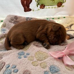 Girl 3 - Ruby female Cavalier King Charles Spaniel puppy in Green Bay, Wisconsin from Family first cavaliers