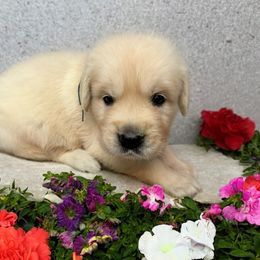 Arthur - Light golden male Golden Retriever puppy in Terre Hill, Pennsylvania from Cloverleaf K9 Connections