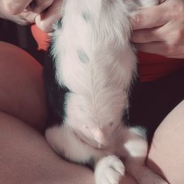 English Springer Spaniel Puppies from Savannah River Springers